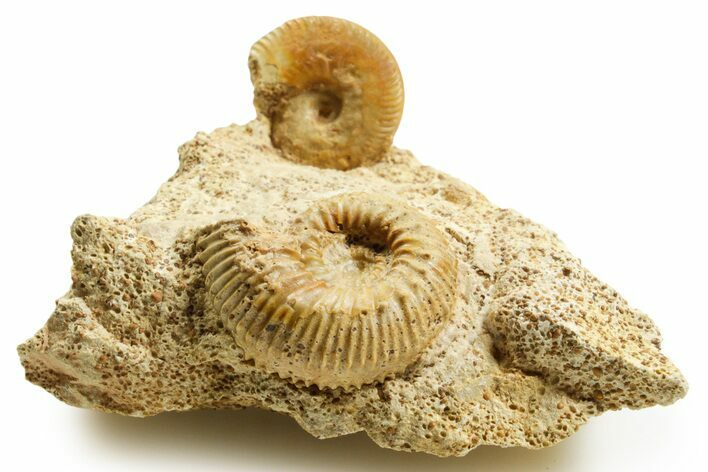 Jurassic Ammonite (Paragarantiana & Oecotraustes) Fossils - France #367852